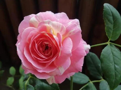 不怕晒的月季品种：仙王座