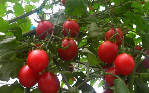 中华圣女果:小巧玲珑, 营养丰富