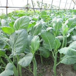 ①紫苏：菜市场捡漏王