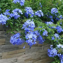 金娃娃萱草,也是多年生的四季开花品种.美国石竹,它的花叶俊秀,有多种花色,花开得较为密集,终年者阝可依堪到它开花,在中国南方多是露地种植,由于花...