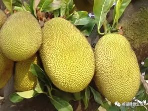 一、 菠萝蜜锈果的罪魁祸首