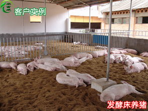猪饲料发酵菌种进口，养猪专用的发酵床菌种有哪些品牌和特点？