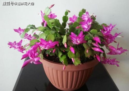 春季新手必看：最适合家庭养护的花卉品种及选择指南