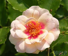 公牛的眼睛月季，花中的“牛气冲天”