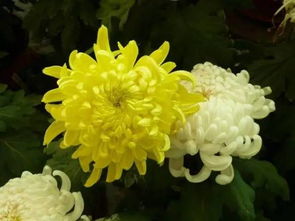 白菊花象征着纯洁无瑕的爱意，寓意着深情与美好