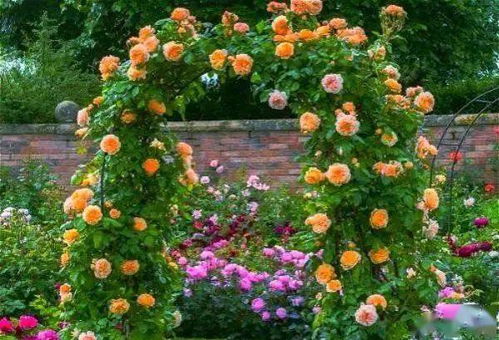 养植意大利络石藤， 三件套必备