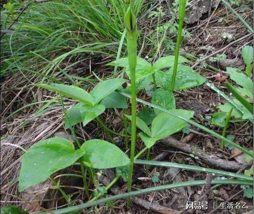 玉米地草的神秘疗效