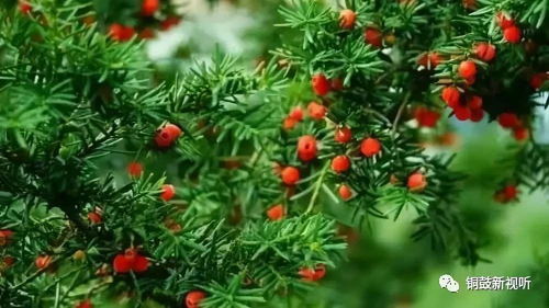 红豆杉树死了是土壤问题还是病虫害