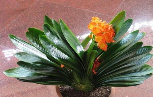 君子兰的叶片与光合作用