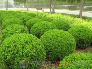 占地苗木种植须知