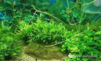 浮萍在水族造景中的重要作用