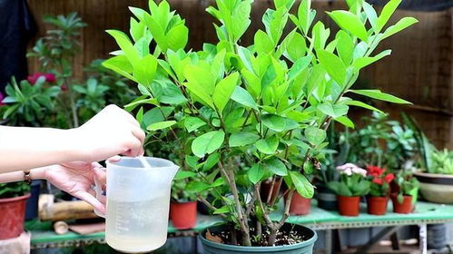 白玉兰种植需要注意哪些要点，才能确保其开花繁茂且香气浓郁