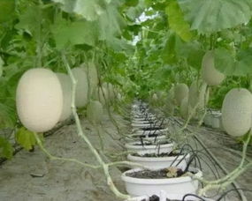 4. 小拱棚或地膜西、 甜瓜