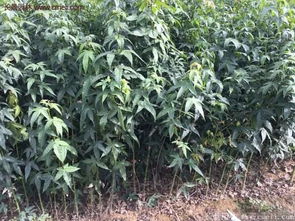 市面上dou有哪些品种的枫树苗