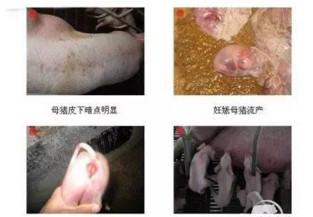 猪吃霉饲料中毒后其症状与鱼食用发霉饲料的反应有何关联？发霉猪饲料是否安全用于喂鱼？