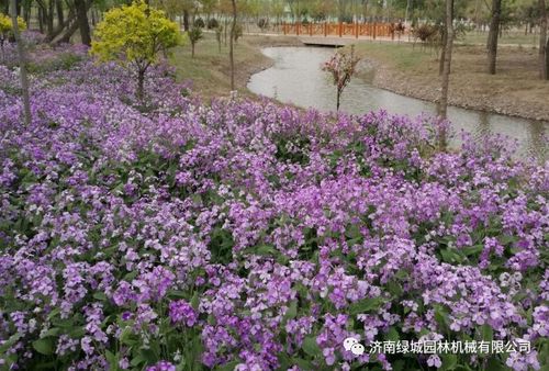 二月兰，播种就发财！