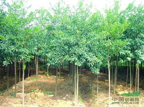 杜英树苗的种植时机
