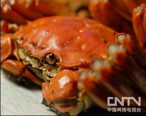 淡水螃蟹养殖技术，关注螃蟹生长环境与养殖方法