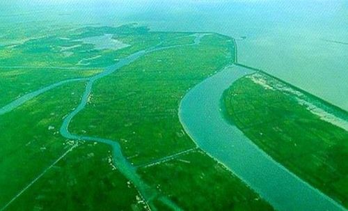 长江中下游平原常见的十大树种揭秘