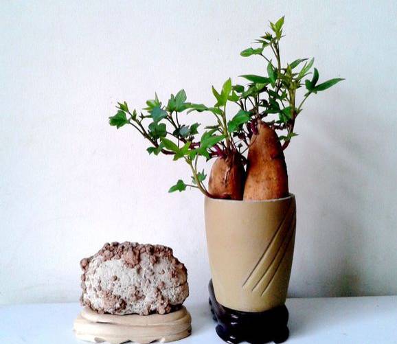 地瓜盆景土里养，如何让根茎更粗壮
