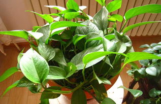 银星绿萝， 亮眼的绿色守护者