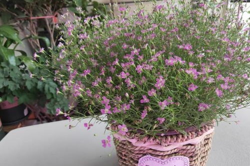 蕊香花怎么养？浇水需要注意什么