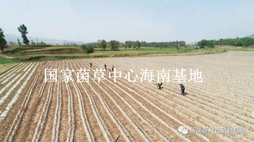 盐碱地挑战， 适生草种的秘密