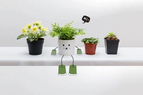 五、 阳光爱好者——那些需要晒太阳的花儿们