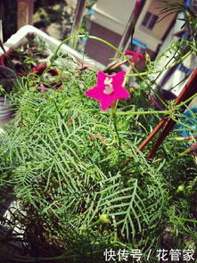 五角星花盆栽种植指南：畜牧养殖必备技巧