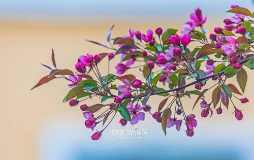 重瓣海棠：那个绽放秋天的美丽精灵