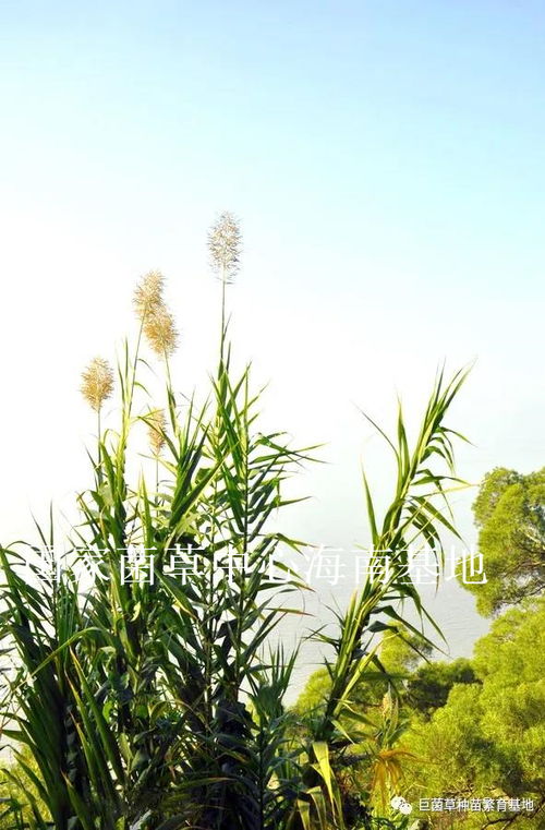 紫羊茅，树荫下的优雅舞者