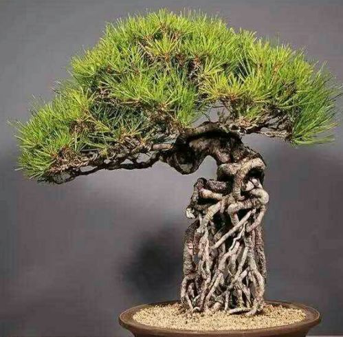 光照的黄金分割线