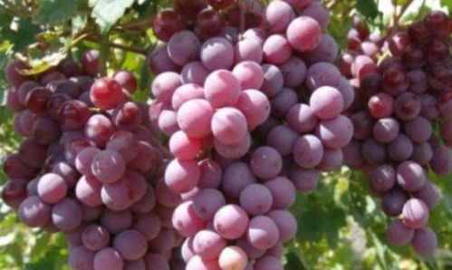 多菌灵的副作用：低毒无害