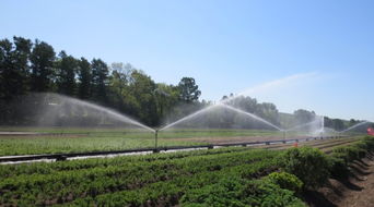 春季苗木养护：关键点揭示， 让你的苗木健康生长