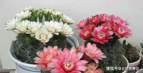 南方蓝色花朵种植难题大揭秘