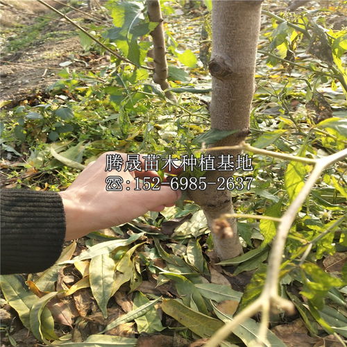 价格波动，让人摸不着头脑