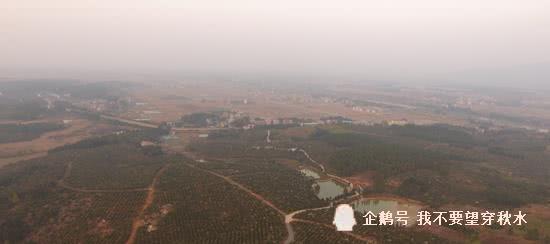 全国茶油基地联系方式一览：高效种植，品质保证！