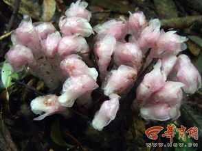 水晶兰花语究竟有何特殊含义？它的美丽传说背后又隐藏着怎样的故事呢