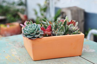 多肉叶插， 水诱生根神器