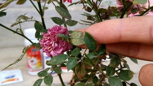 月季花红蜘蛛及防治