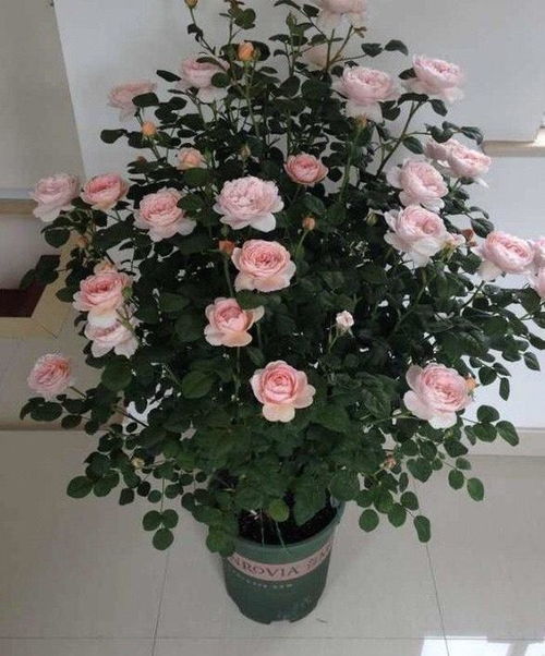 冬天：月季花在寒风中傲然绽放