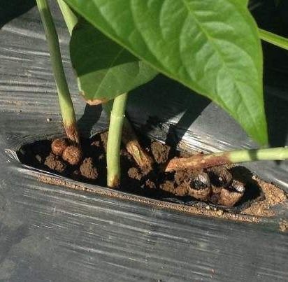 土壤、 灌溉、施肥，一个dou不Neng少