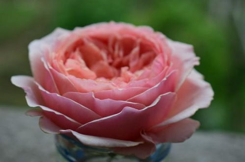 一、 视觉盛宴：温柔珊瑚心月季的绚烂外观