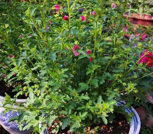 土壤的选择心得