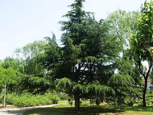 雪松的生长速度，你知道吗？