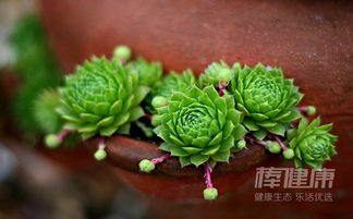 多肉植物对人体健康有危害吗？长期接触多肉植物会对身体造成影响吗