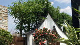 冬天的花园， 花儿也疯狂