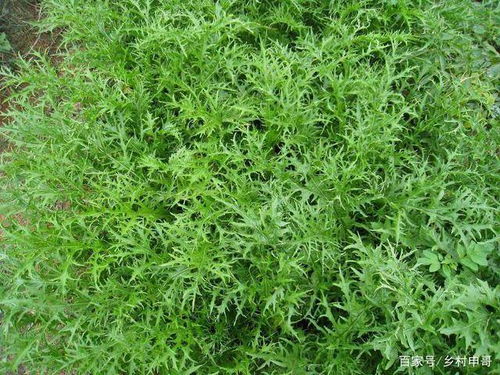 耐寒小嫩手，你认识几个？