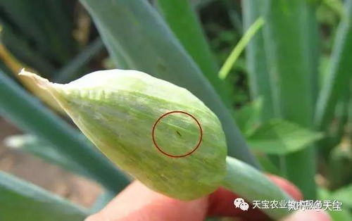 葱蓟马是一种危害葱类作物的害虫，严重影响产量和品质