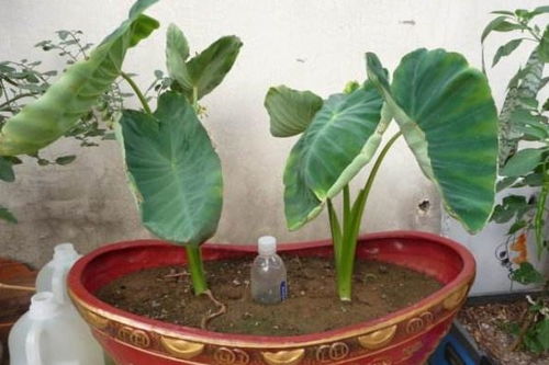 国庆养花，枯死之谜大揭秘！